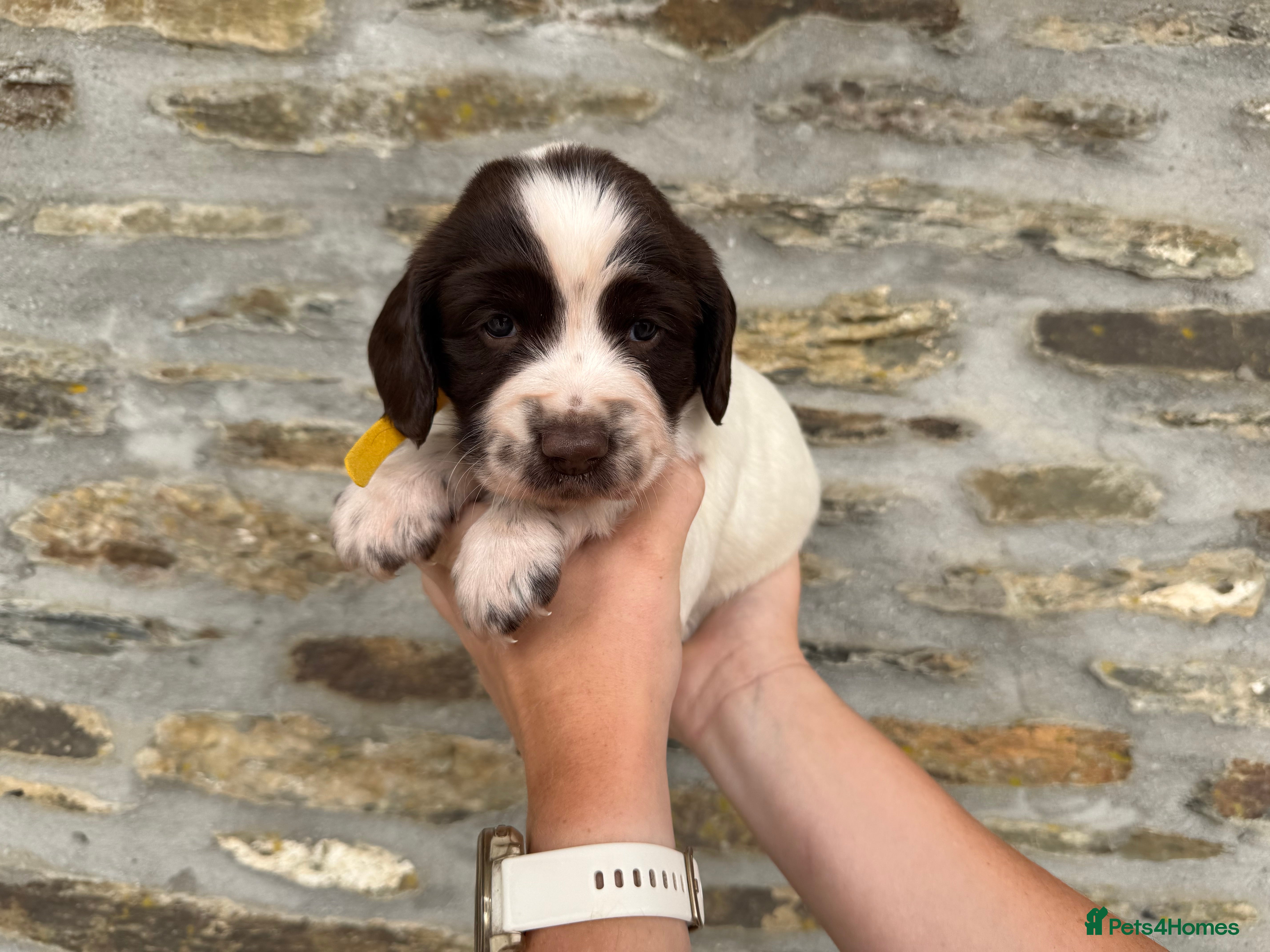 English Springer Spaniel dogs Springer spaniel puppies  - Advert 2
