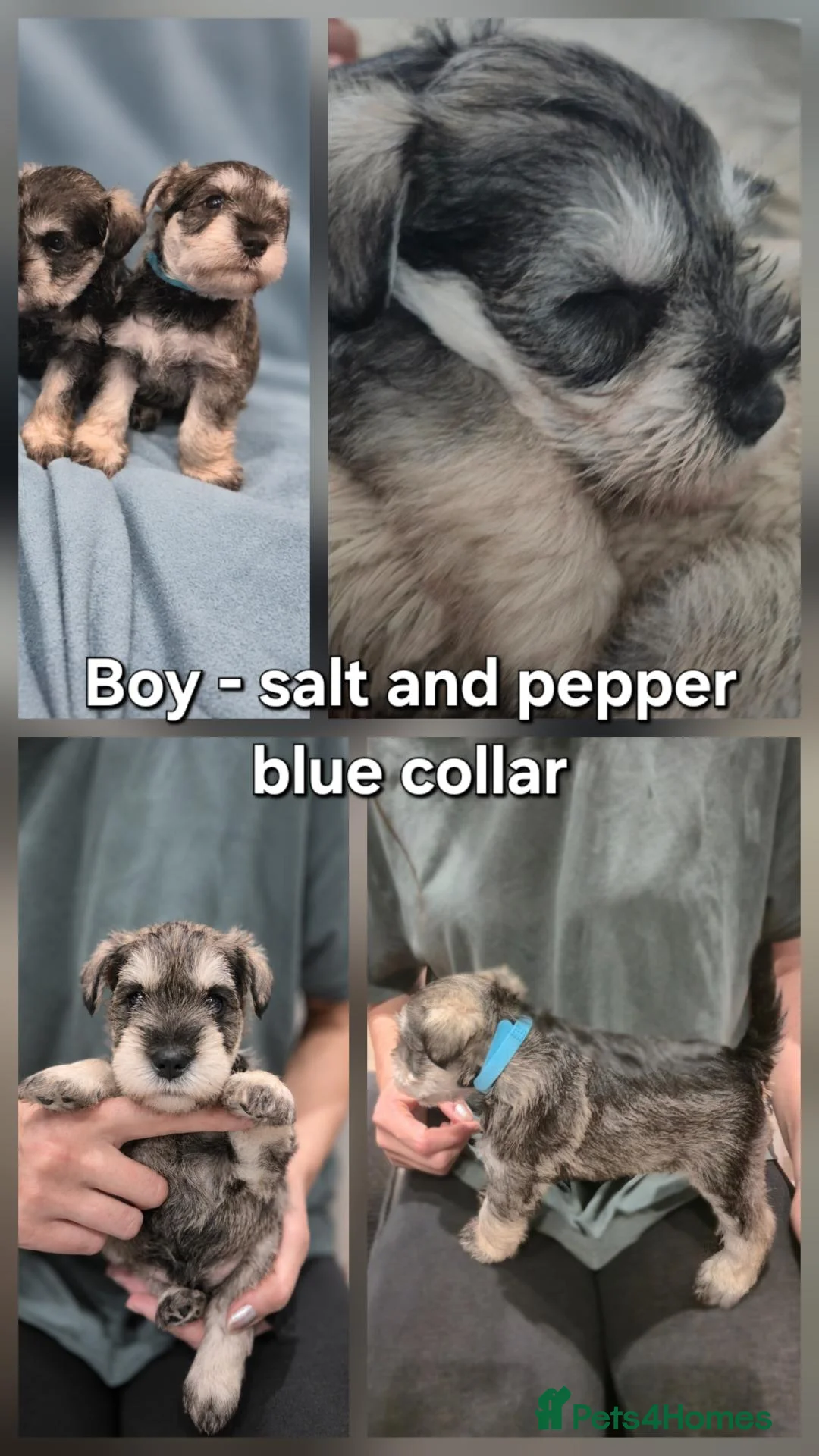 Miniature Schnauzer dogs for sale: Miniature Schnauzer Puppies - Advert 2