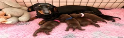 Miniature Dachshund dogs for sale: Outstanding Litter - Advert 3