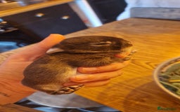Rex rabbits for sale: Mini rex rabbits - Image 3