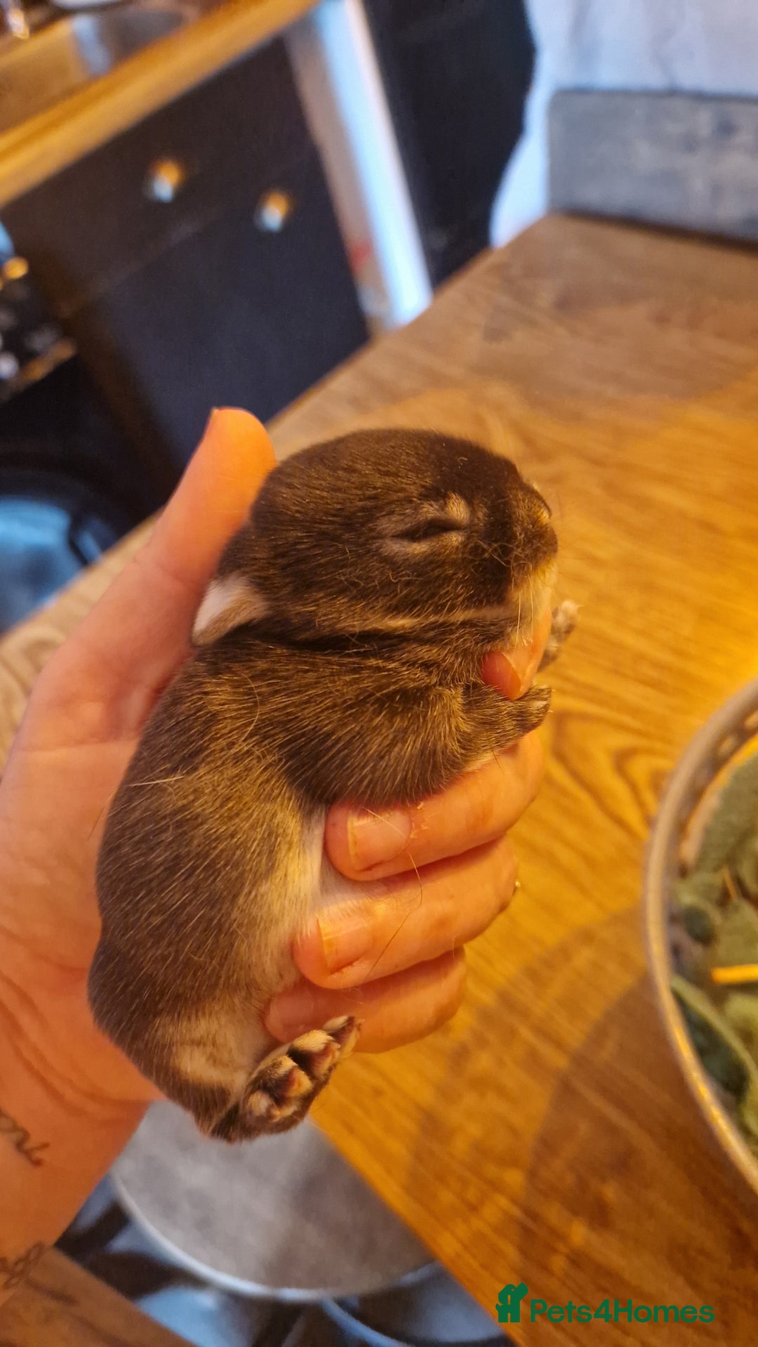 Rex rabbits for sale: Mini rex rabbits - Image 3