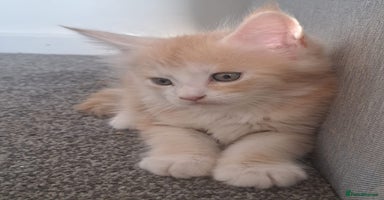 Maine Coon cats - Advert 4
