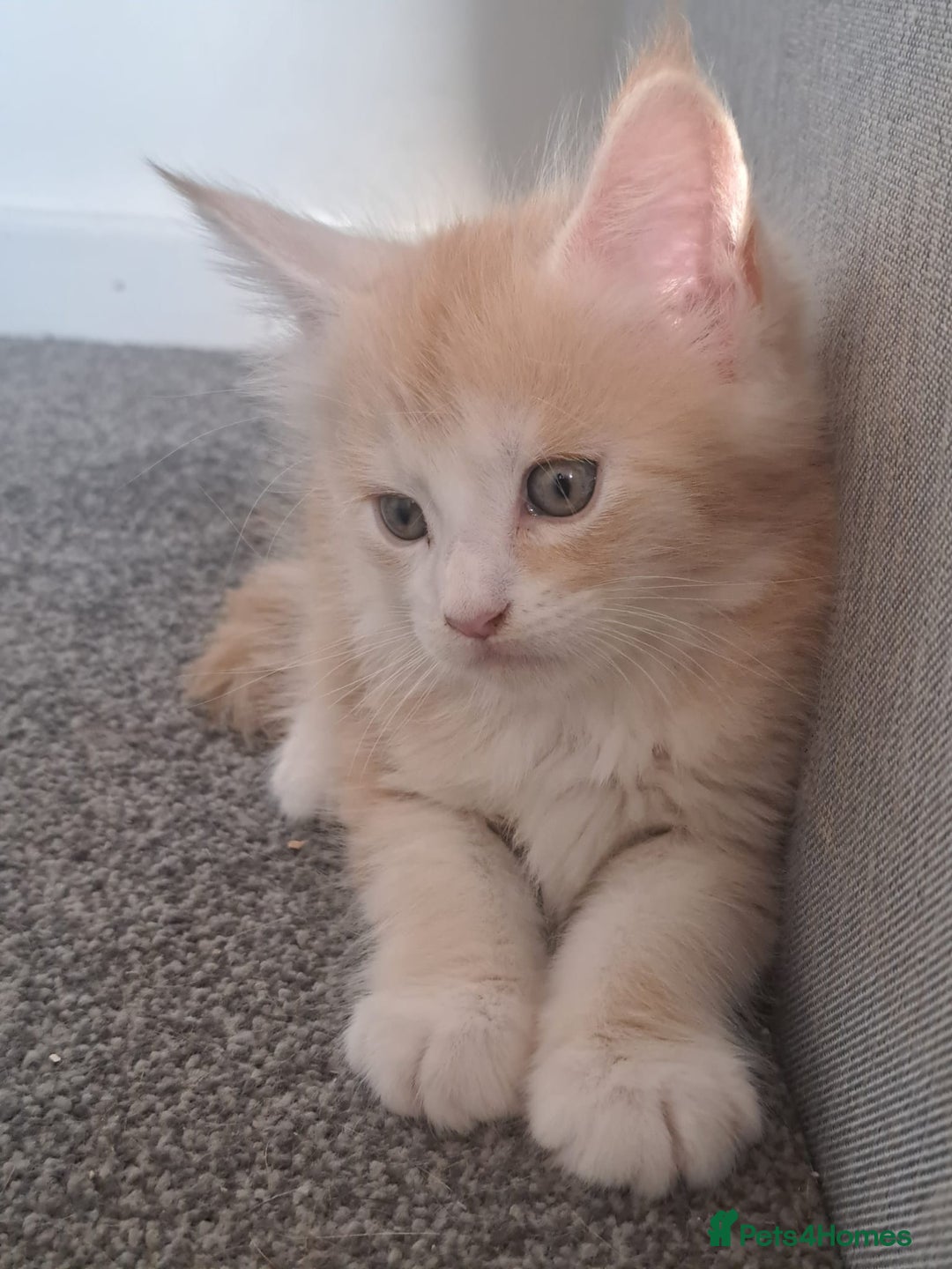 Maine Coon cats for sale: Pure Maine coons fully vaccinated and chipped  - Image 7