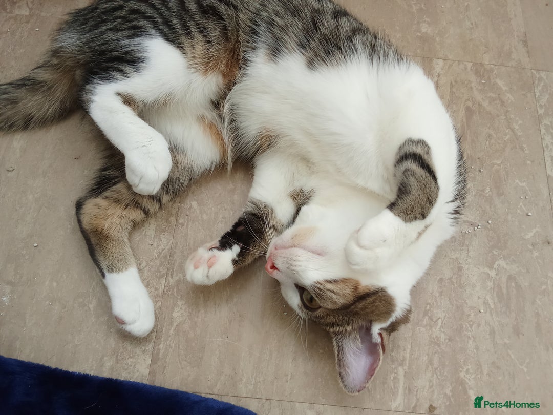 Mixed Breed cats for sale: Urgent rehoming for my kitten!! - Image 5