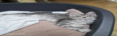 Maine Coon 5
