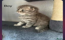 Scottish Fold cats for sale: scottish fold kittens  - Image 8