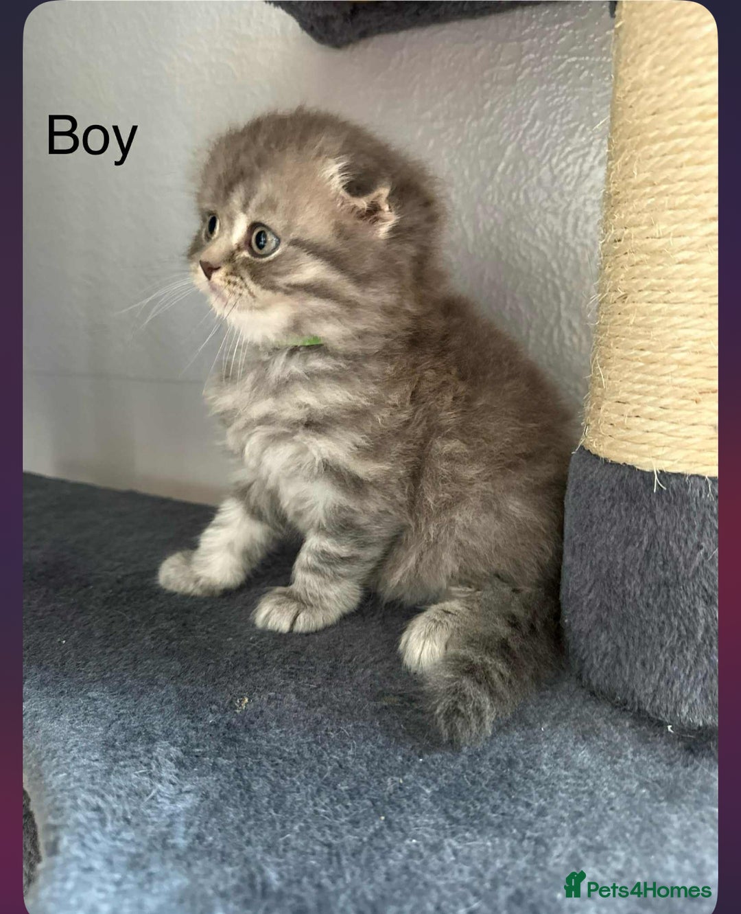 Scottish Fold cats for sale: scottish fold kittens  - Image 8