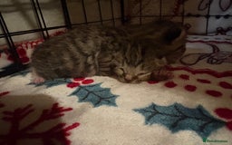 Mixed Breed cats for sale: 2 Tabby & 1 Black Female, 1 Black/White Male - Image 21