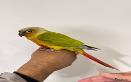 Budgerigars birds for sale: HAND REARED CONURES! - Image 7