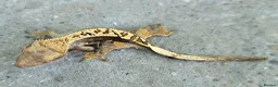 Gecko reptiles for sale: Crested Geckos hatchlings and male juveniles  - Advert 8