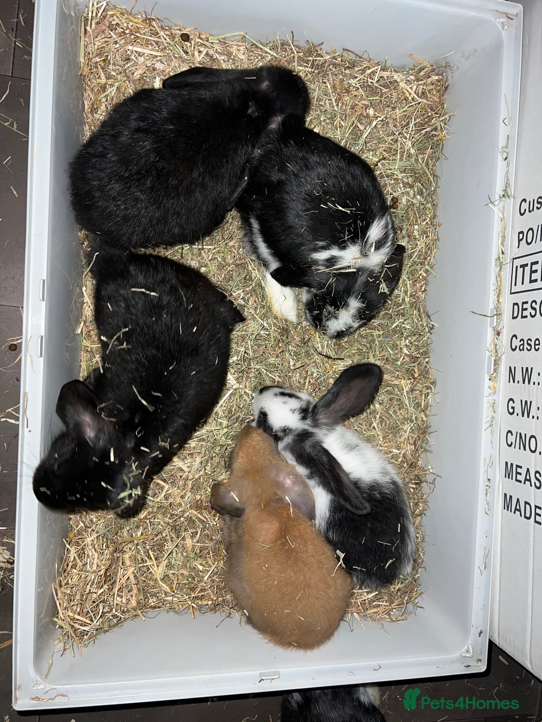 Mini Lop rabbits for sale: Mini lop - Advert 1