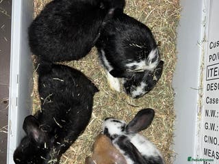 Mini Lop rabbits Mini lop - Advert 5