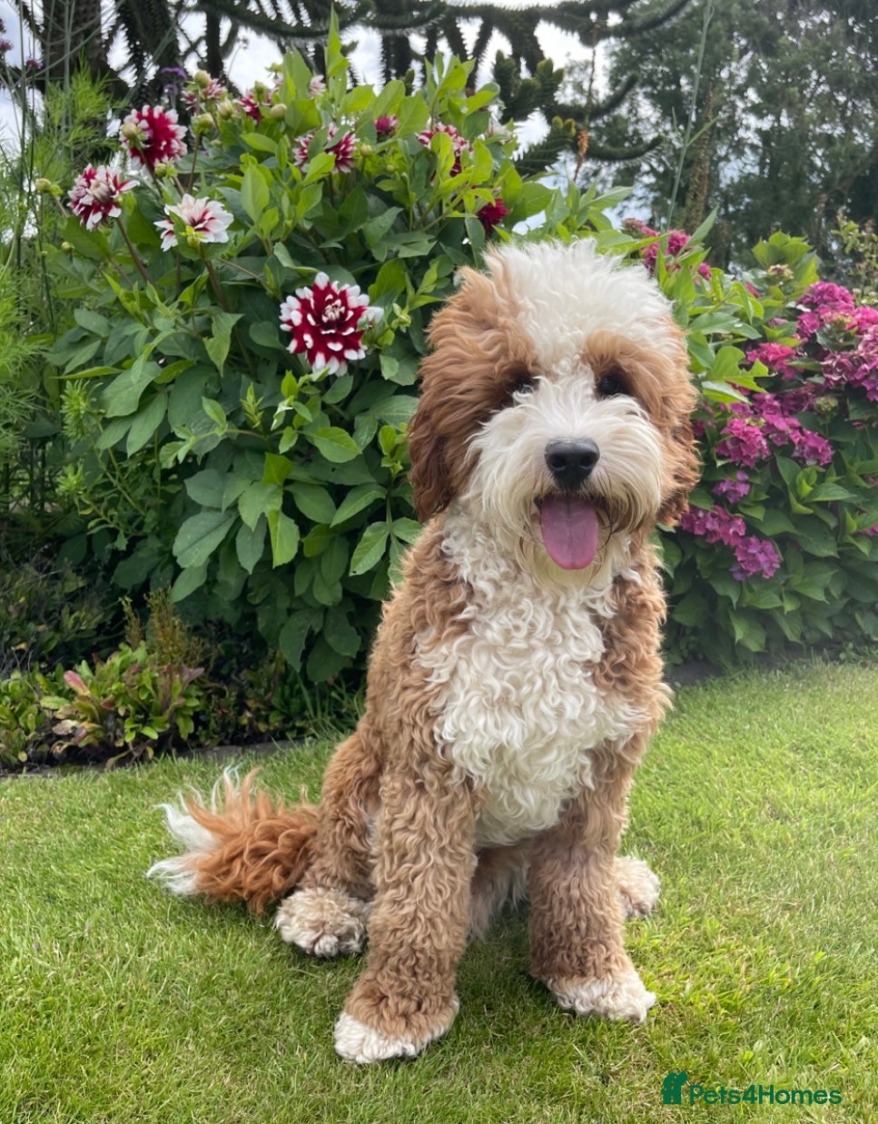 Australian Labradoodle dogs for sale: Gorgeous Tuxedo Marking Australian Labradoodles - Advert 15