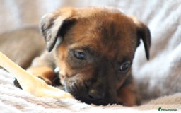 Mixed Breed dogs for sale: Rottweiler/pressa f1 - Image 22