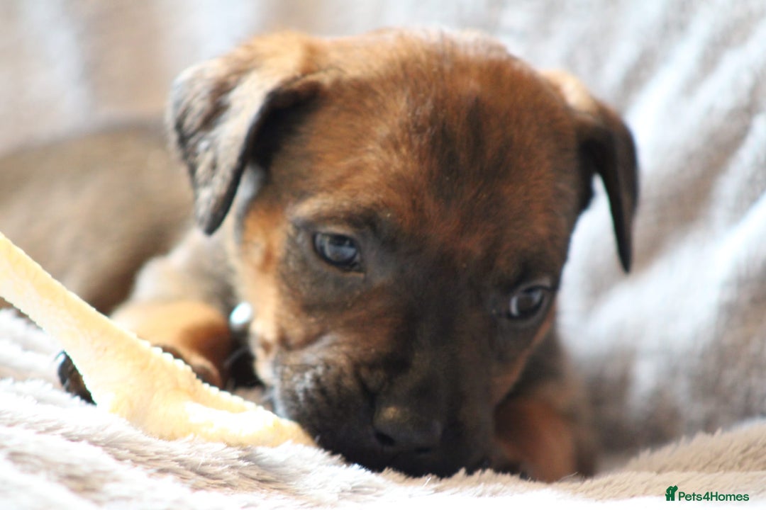 Mixed Breed dogs for sale: Rottweiler/pressa f1 - Image 22