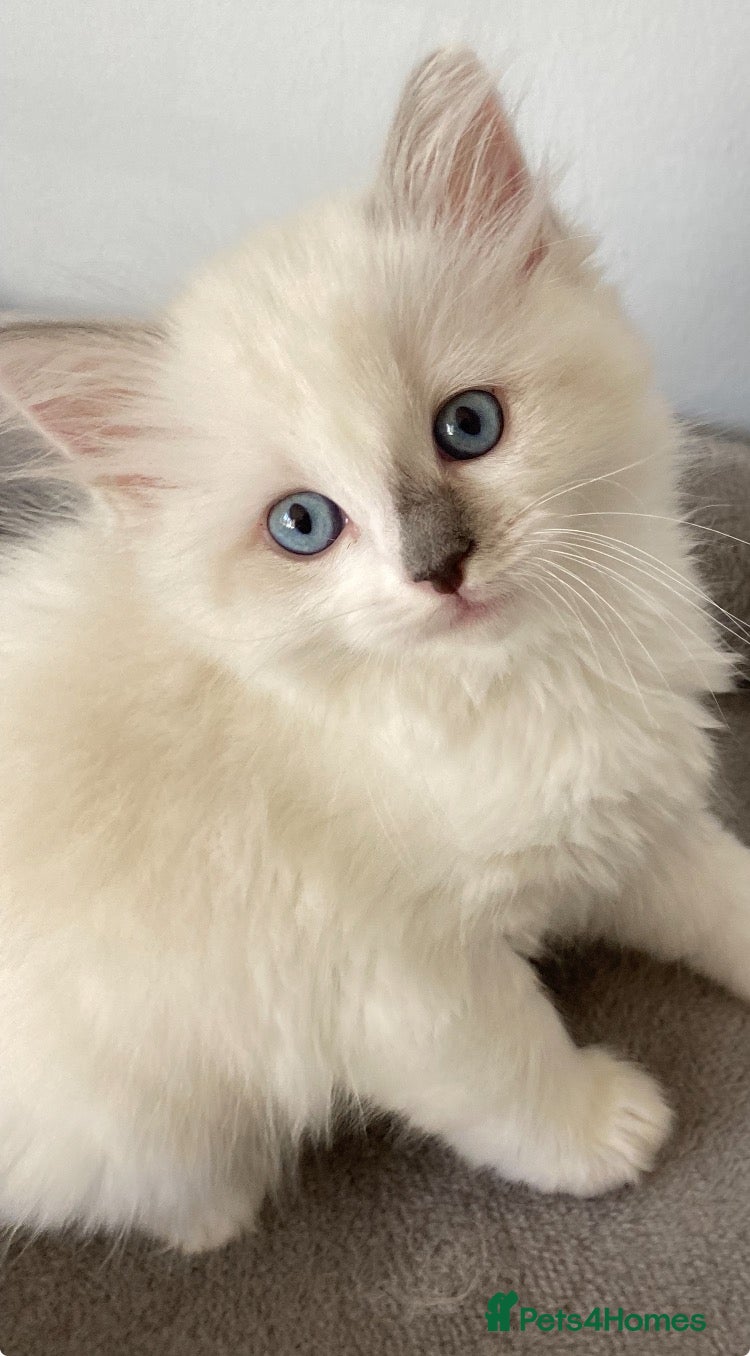 Ragdoll cats TICA REGISTERED PUREBRED RAGDOLL KITTENS AVAILABLE - Advert 4