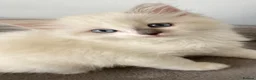 Ragdoll cats for sale: TICA REGISTERED PUREBRED RAGDOLL KITTENS AVAILABLE - Advert 1