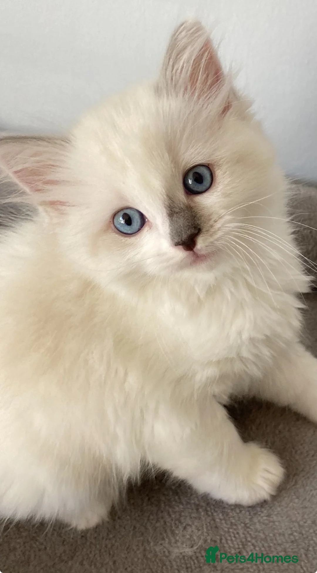 Ragdoll cats for sale: TICA REGISTERED PUREBRED RAGDOLL KITTENS AVAILABLE - Advert 1