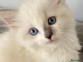 Ragdoll cats TICA REGISTERED PUREBRED RAGDOLL KITTENS AVAILABLE - Advert 2