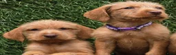 Hungarian Vizsla dogs for sale: Hungarian Wirehaired Vizsla Puppies - Advert 6