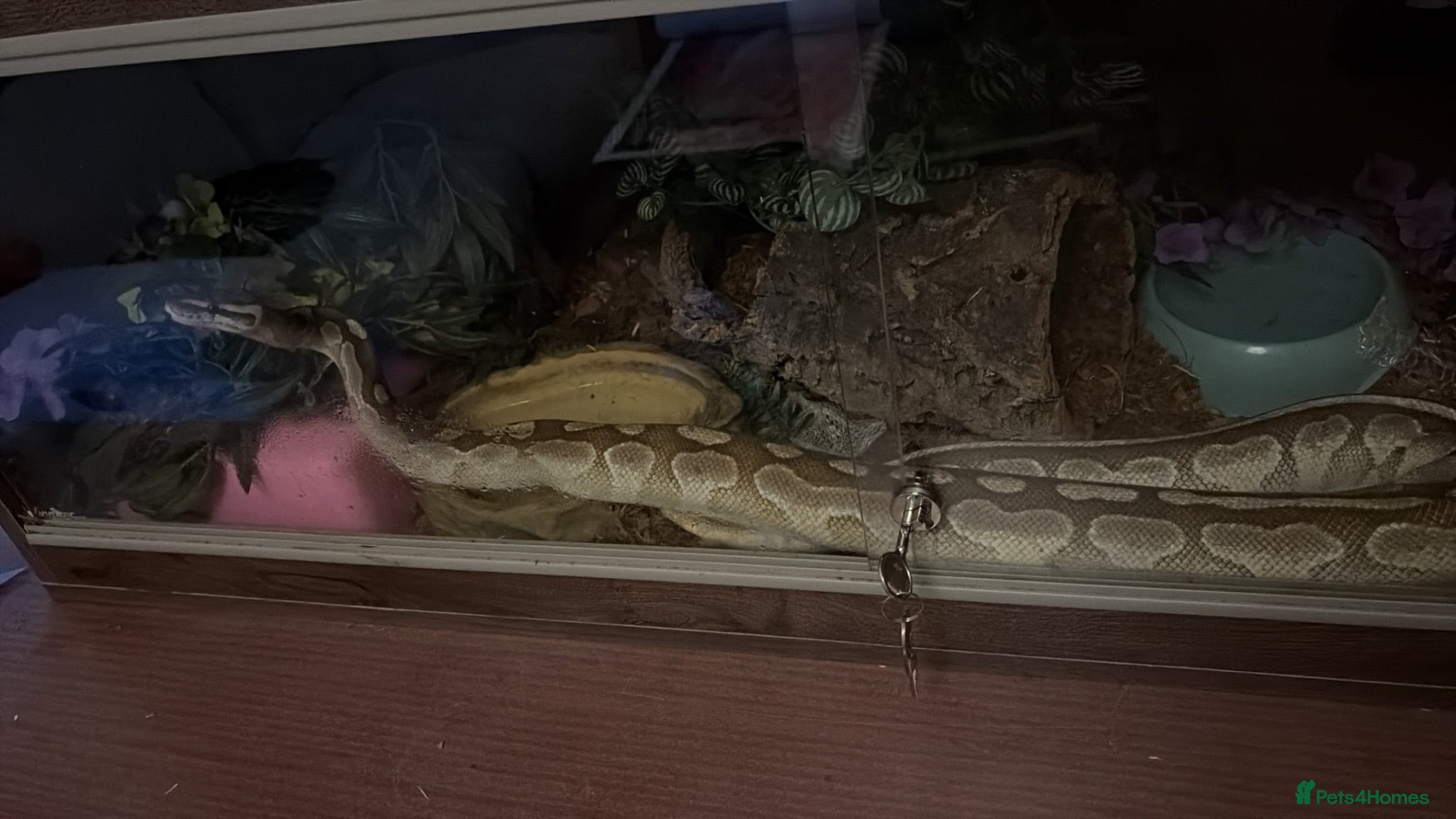 Python Snake reptiles Ball python - Advert 1