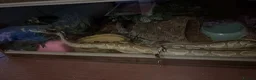 Python Snake reptiles for sale: Ball python - Advert 1