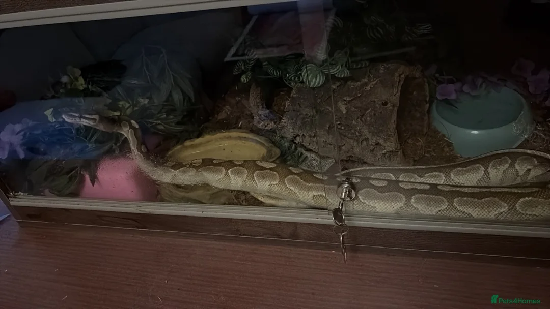Python Snake reptiles for sale: Ball python - Advert 1