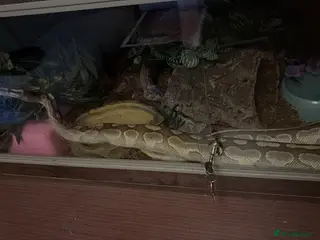 Python Snake reptiles Ball python - Advert 1