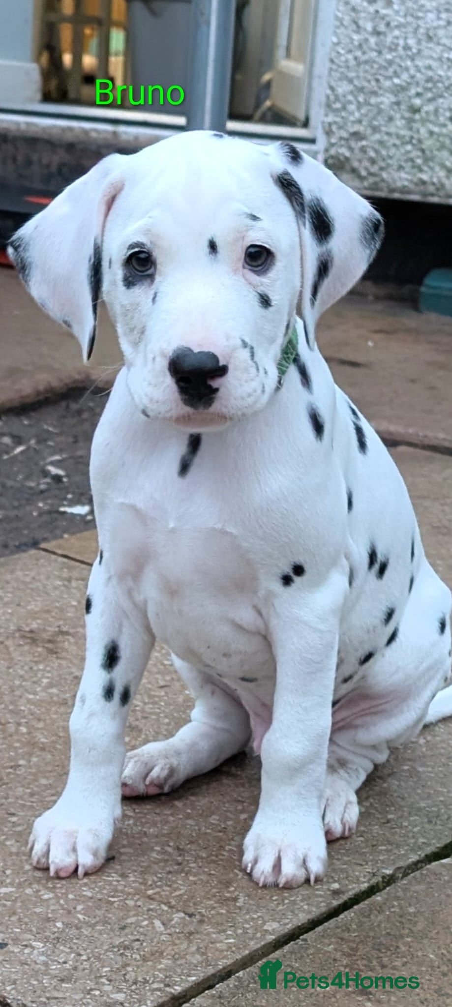 Dalmatian dogs Dalmatian puppies KC reg *1 x girl & 1 x boy left* - Advert 4