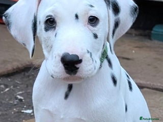 Dalmatian dogs Dalmatian puppies KC reg *1 x girl & 1 x boy left* - Advert 4