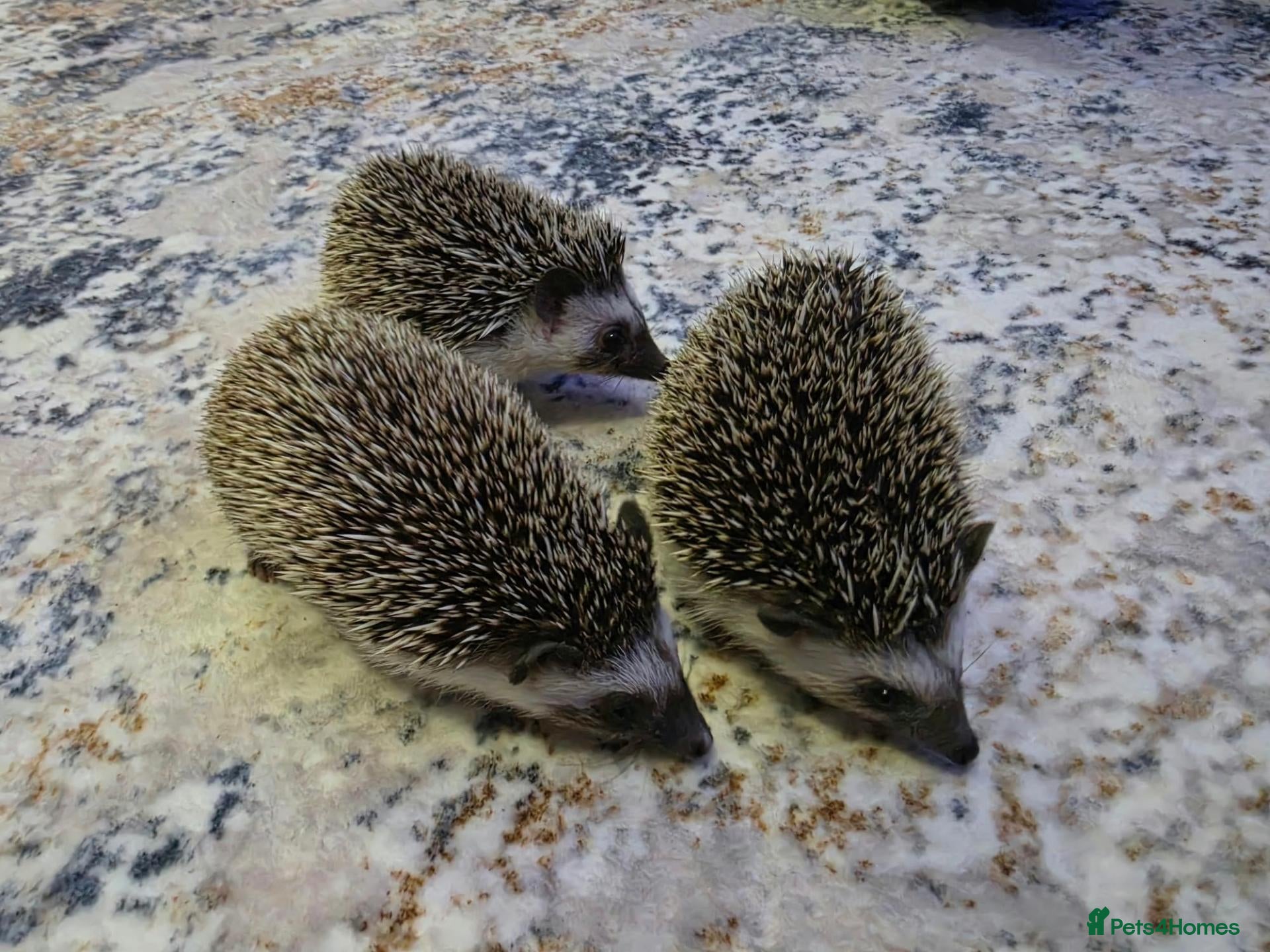 Pygmy Hedgehog rodents for sale: Females African pigmy hedgehogs  - Advert 2