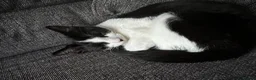 Mixed Breed cats for sale: 3 beautiful girls  - Advert 4