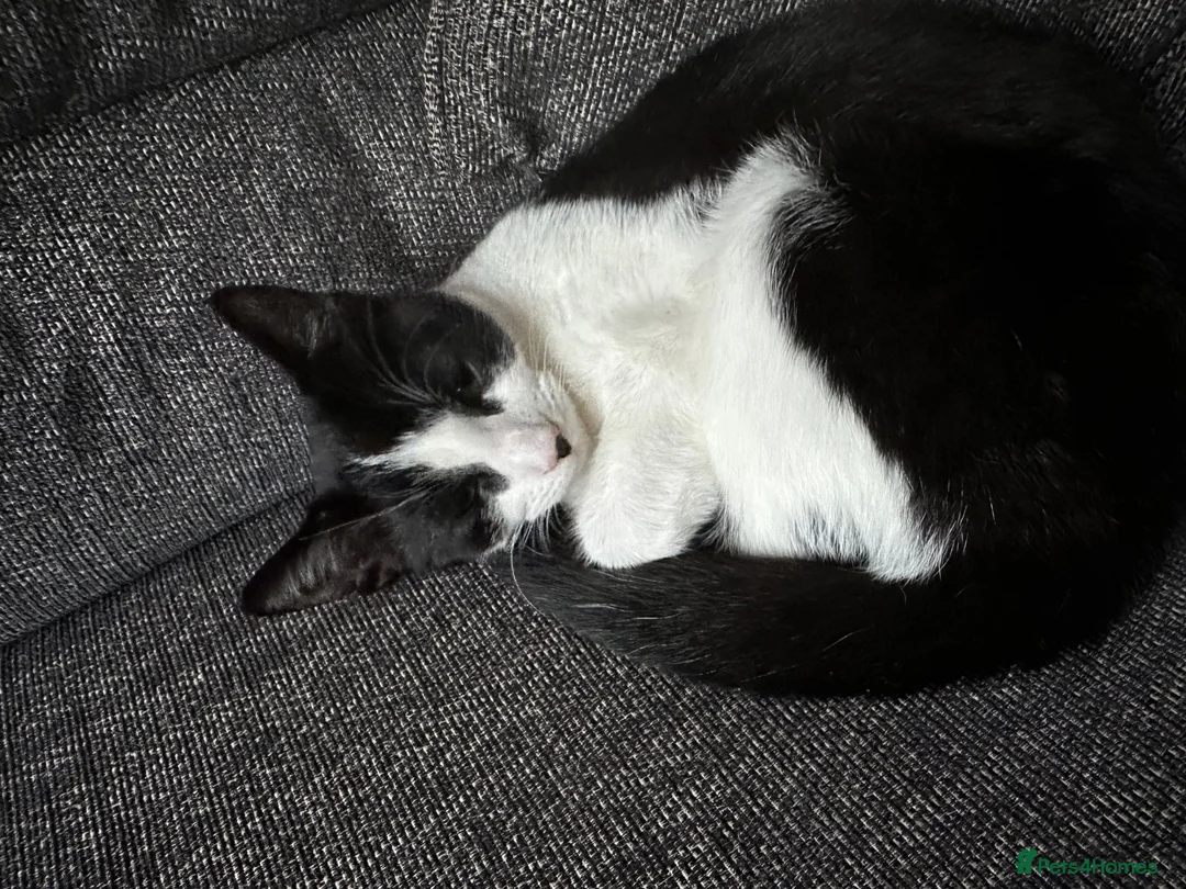 Mixed Breed cats for sale: 3 beautiful girls  - Advert 4