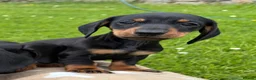 Miniature Dachshund dogs for sale: Miniature Dachshund Pups/ Dad DNA tested - Advert 5