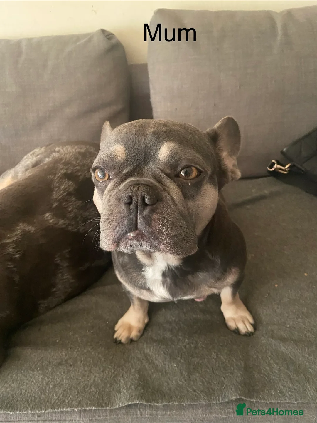 French Bulldog dogs for sale: French bulldog puppies - Advert 8