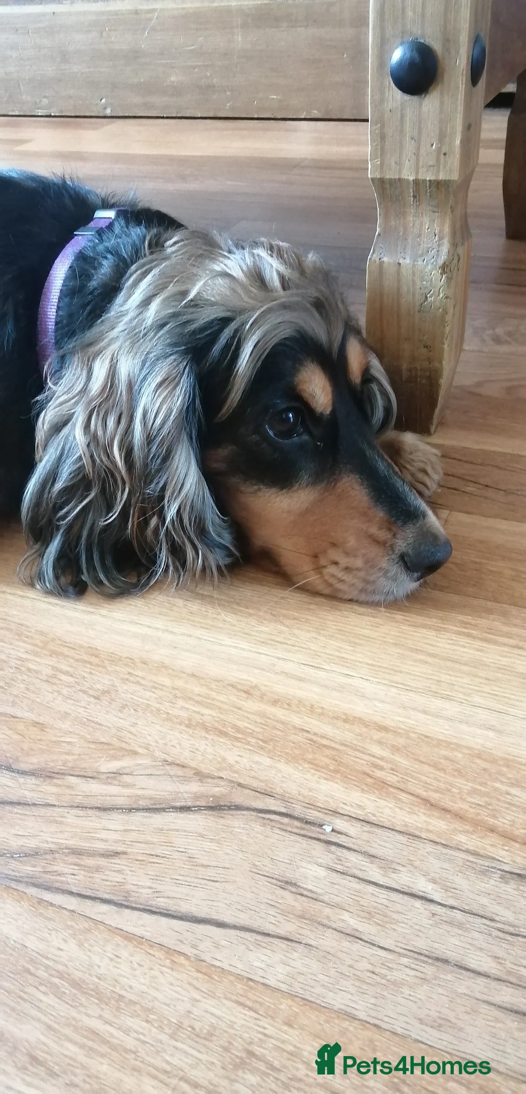 Cocker Spaniel dogs for sale: Cocker spaniel puooys - Advert 24