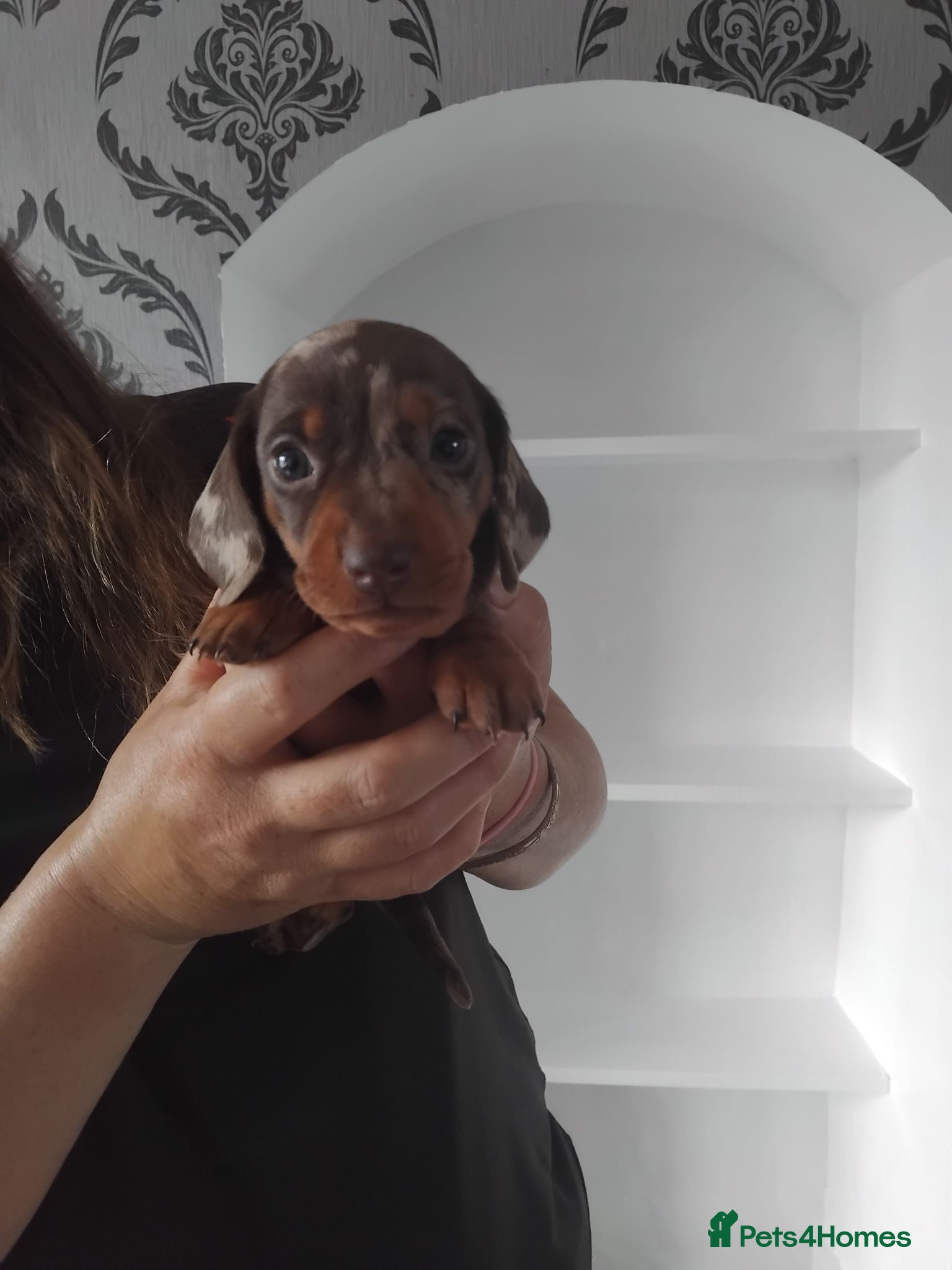 Miniature Dachshund dogs Kc registered miniature dachshund puppies - Advert 1