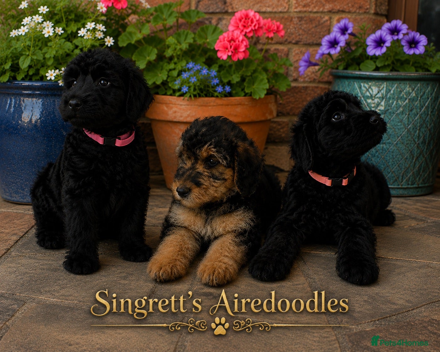 Mixed Breed dogs Airedoodles F1 airedale mum. Phantom poodle dad  - Advert 1