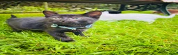 Mixed Breed cats for sale: *READY NOW* 5 Beautiful, Confident Kittens - Advert 31