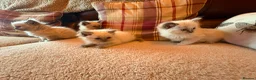 Ragdoll cats for sale: Beautiful Ragdol Kittens - Advert 2