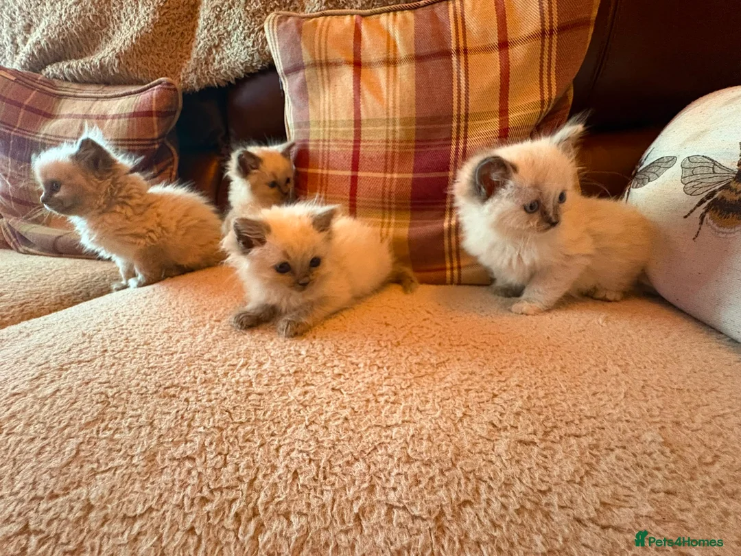 Ragdoll cats for sale: Beautiful Ragdol Kittens - Advert 2
