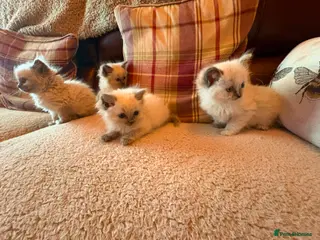 Ragdoll cats Beautiful Ragdol Kittens - Advert 2