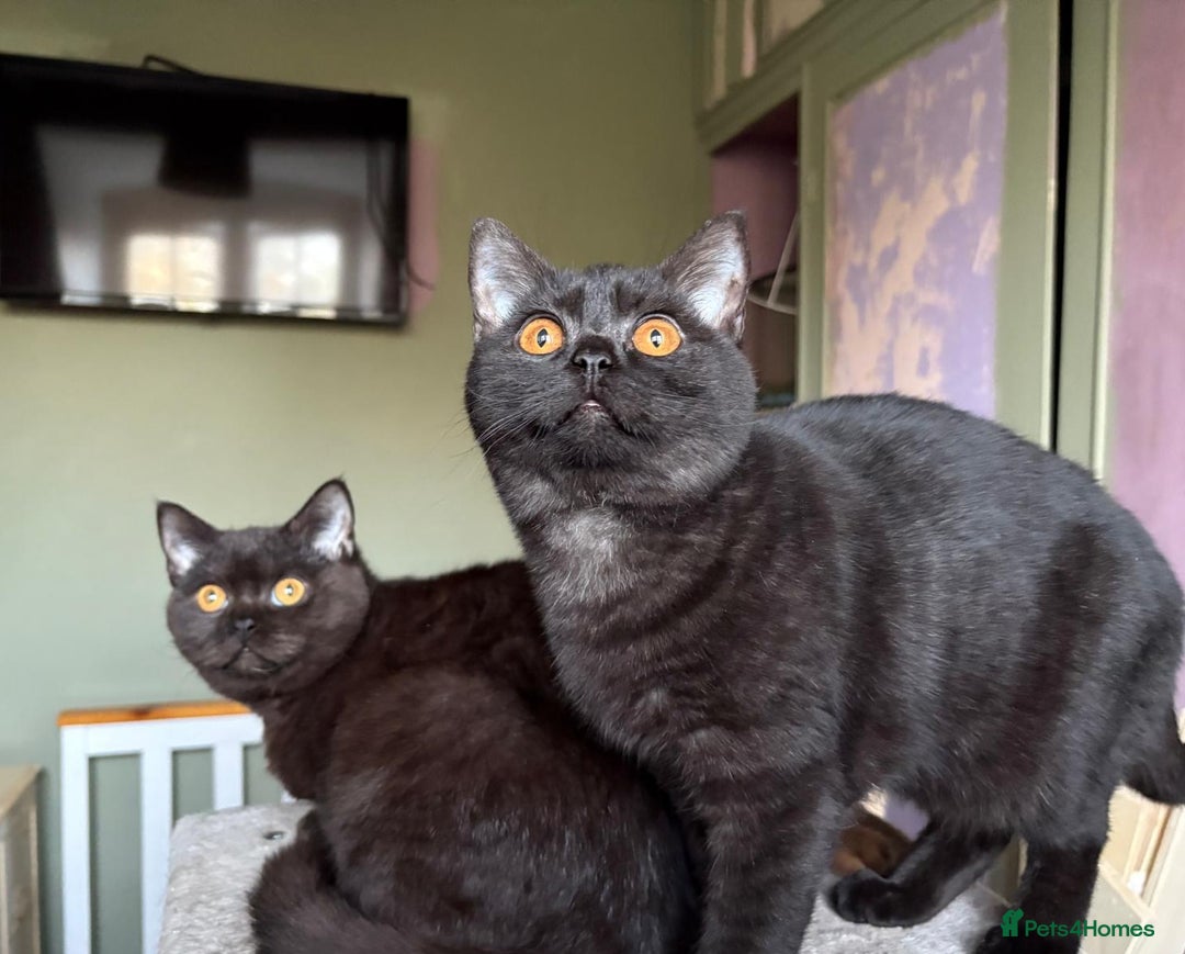 British Shorthair cats for sale: Beautiful British Shorthair kittens - Image 10