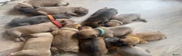 Mixed Breed dogs for sale: I have 9 pups out of a litter of 12  in Gorebridge - Advert 4