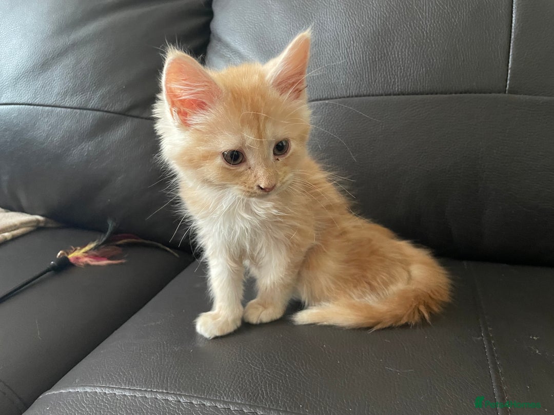 Maine Coon cats for sale: Maine Coon Cross Kittens  - Image 22