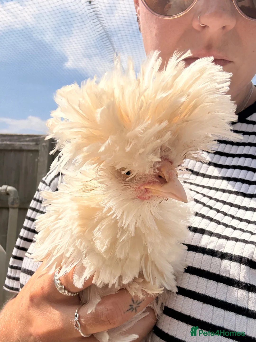 Chickens poultry for sale: 2 beautiful Cockerels  - Advert 2