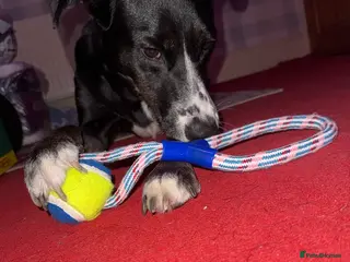 Borador dogs Border collie Labrador - Advert 2