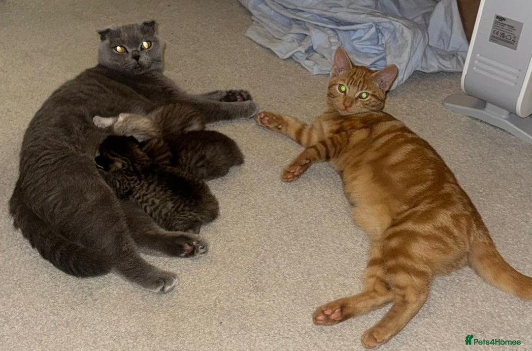 British Shorthair cats for sale: Adorable British Shorthair Male Kittens for Sale. - Advert 4