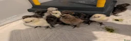 Chickens poultry for sale: Silkie Chicks mixed colours 17 left  in Hebburn - Advert 36