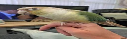 Conures birds for sale: Conure Parrot in Runcorn - Advert 2